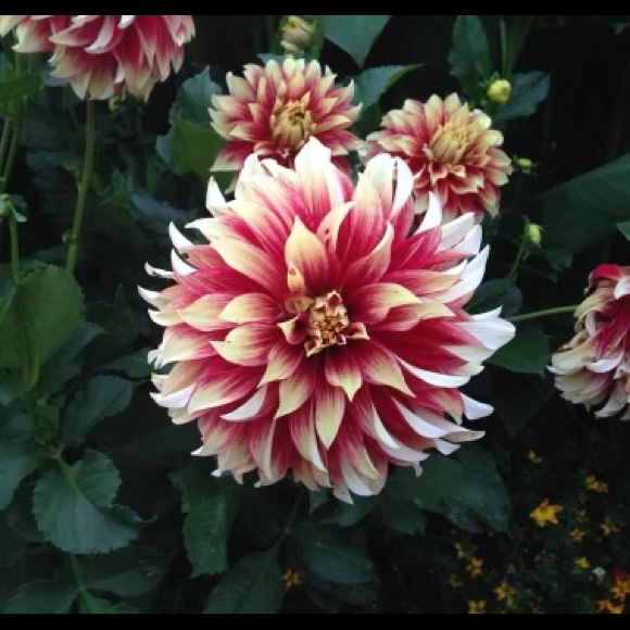 Meet your Posher, E🌸 - Picture 2 of 15